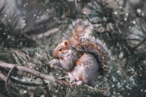 Adorable squirrel eating while perched on a snow-covered tree branch in winter.