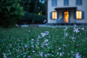 field of purple flower beside house