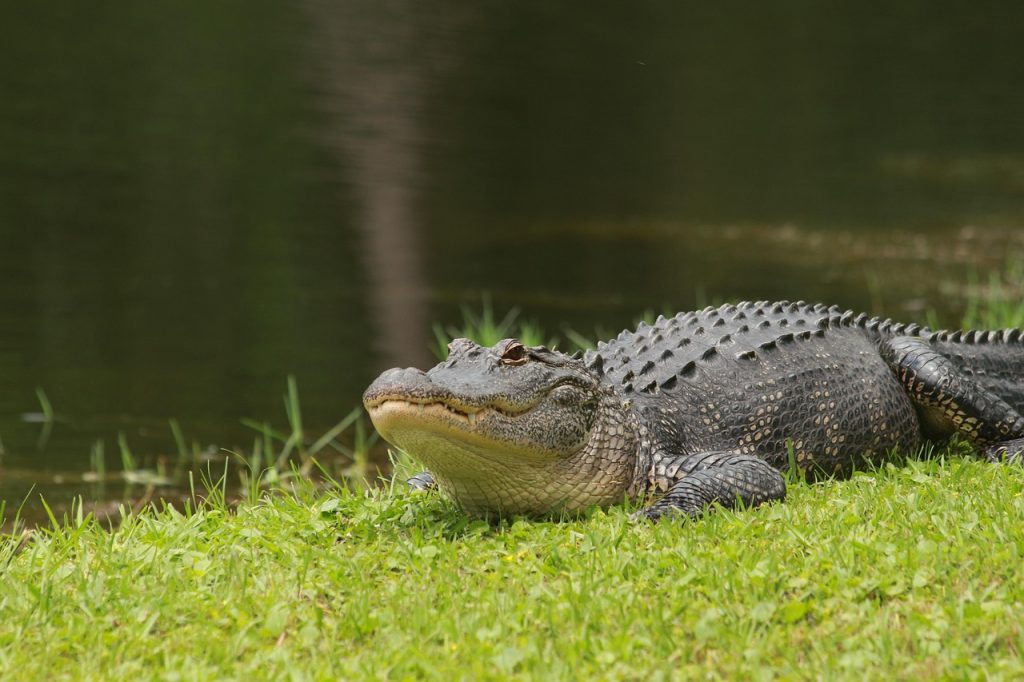 alligator, animal, reptile, nature, wildlife, pond, gator, alligator, alligator, alligator, alligator, alligator