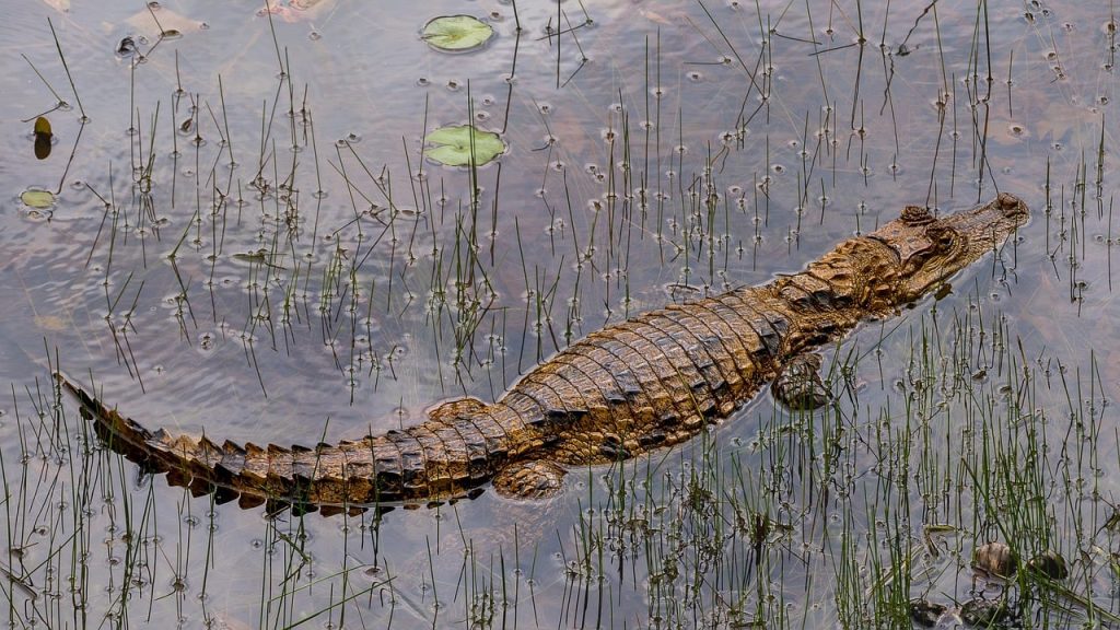 cayman, reptile, crocodile, wildlife, animal, nature, rainforest, costa rica